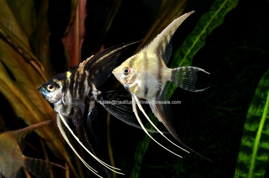 Picture of ANGEL: FANCY MIX VEILTAIL LG