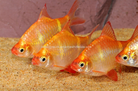 Picture of BARB: TIGER ALBINO REG (IMPORT)