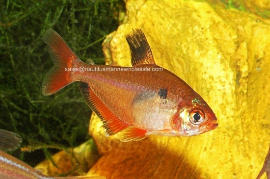 Picture of TETRA: SERPAE *ON SPECIAL*