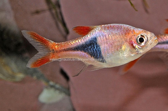 Picture of RASBORA: HET. (FL) *ON SPECIAL*