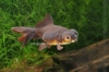 Picture of GOLDFISH: BLACK MOORE 6-7cm