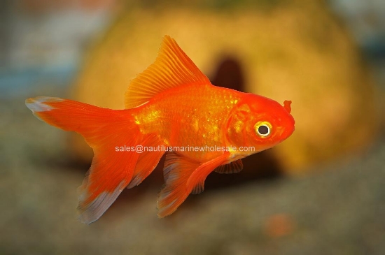 Picture of GOLDFISH: FANTAIL RED 1.5"