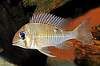 Picture of CICHLID: CUPID