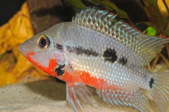Picture of CICHLID: FIREMOUTH MD