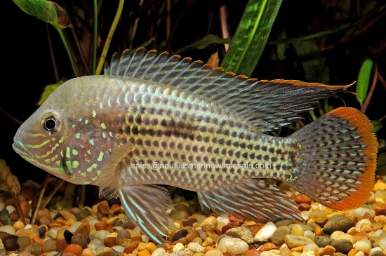 Picture of CICHLID: GREEN TERROR 4"
