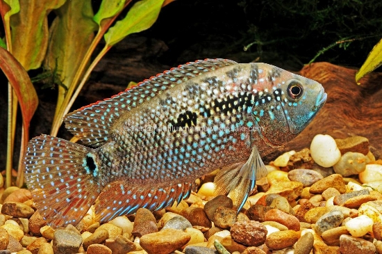 Picture of CICHLID: JACK DEMPSEY MD