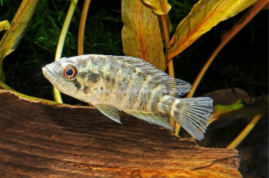 Picture of CICHLID: MANAGUENSIS 5" (FL BRED)