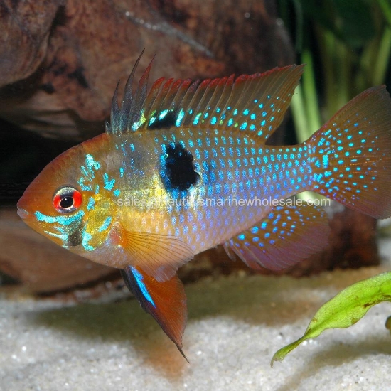 Picture of CICHLID: RAM BLUE GERMAN *ON SPECIAL*