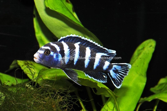 Picture of AFRICAN: MBUNA PS. DEMASONI SM