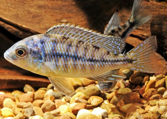 Picture of AFRICAN: HAP RED EMPRESS MALE LG