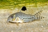Picture of CORY: JULII SM (TANK RAISED)
