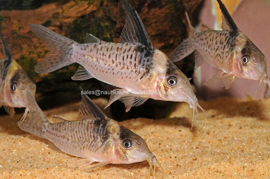 Picture of CORY: MELANISTUS