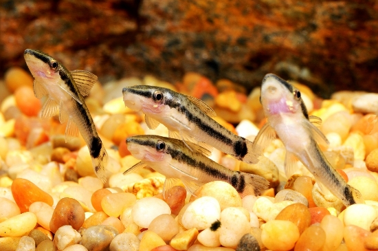 Picture of CAT: OTOCINCLUS (PERU)