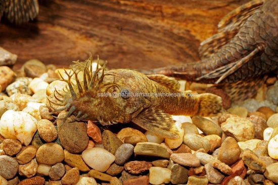 Picture of PLECO: BUSHYNOSE LG (WILD)