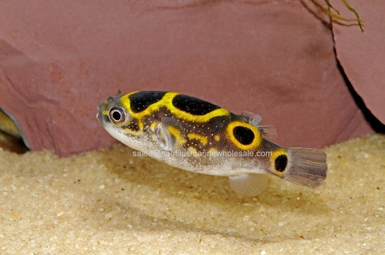Picture of PUFFER: FIGURE 8 LG