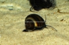 Picture of SNAIL: BLACK (NO AZ, GA, LA, ME)