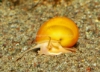 Picture of SNAIL: GOLD (NO AZ, GA, LA, ME, ID, FL)