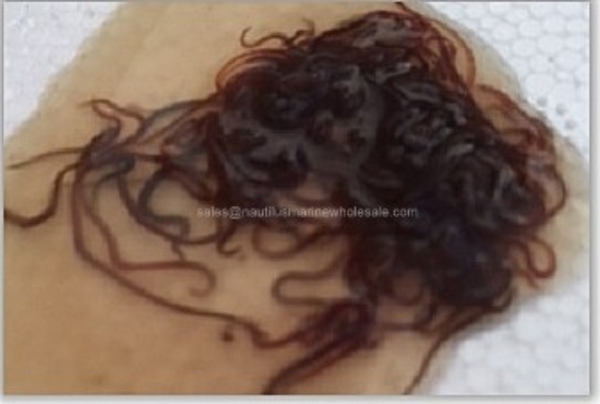Picture of FEEDER: BLACK WORMS 1 LB (Usually not in stock Monday)