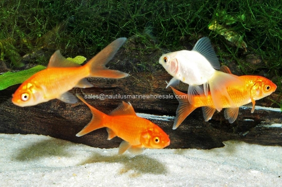 Picture of FEEDER: GOLDFISH MED