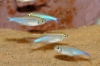 Picture of TETRA: BLUE PERU