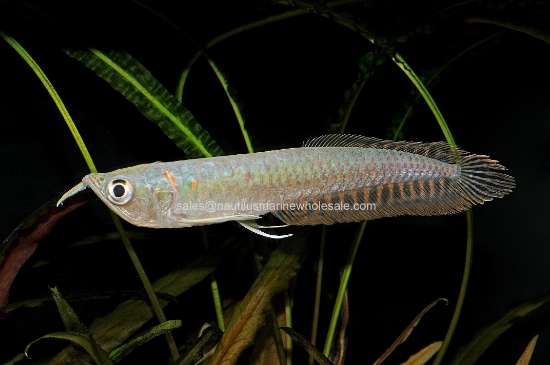 Picture of MISC: AROWANA SILVER MD *ON SPECIAL*