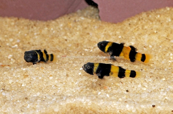 Picture of MISC: GOBY BB FW