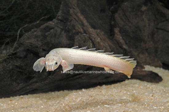 Picture of MISC: BICHIR SENEGAL *ON SPECIAL*