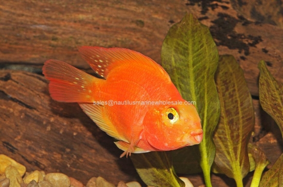 Picture of CICHLID: PARROT BLOOD MD