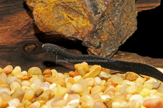 Picture of MISC: LUNG FISH S.A. *ON SPECIAL*