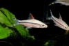 Picture of BARB: ROSELINE SHARK SM (DENISONII) (TR)