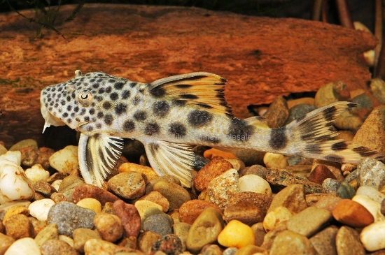 Picture of PLECO: YELLOW SPOT L-75