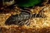 Picture of PLECO: FLASH L-204 (PERU)
