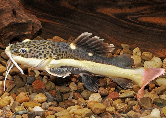 Picture of CAT: REDTAIL 3-4"