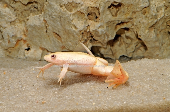 Picture of AMPHIB: FROG CLAWED ALBINO (NO AZ,CA,HI,KY,NV,NJ,NC,OR,VA,WA) *ON SPECIAL*