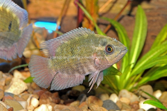 Picture of CICHLID: CHOCOLATE 3"