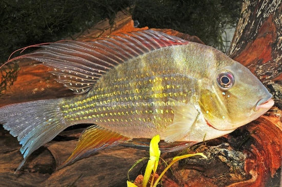 Picture of CICHLID: GEO. HECKELLI 5" 