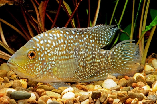 Picture of CICHLID: CARPINTIS REGULAR
