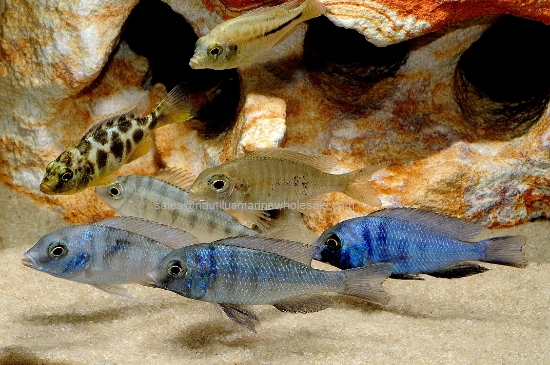 Picture of AFRICAN: HAP ASST MD