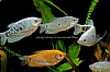 Picture of GOURAMI: ASSORTED LG