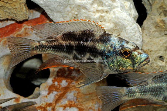 Picture of AFRICAN: HAP LIVINGSTONI MD