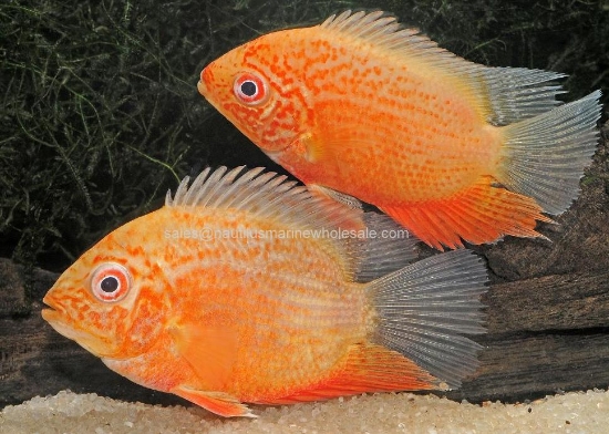 Picture of CICHLID: SEVERUM RED SPOT GOLD SELECT (FL)