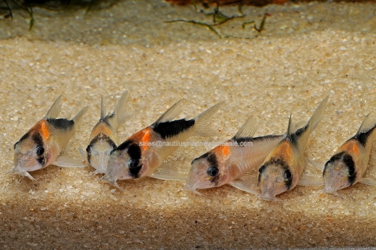 Picture of CORY: ADOLFI SM (TR)