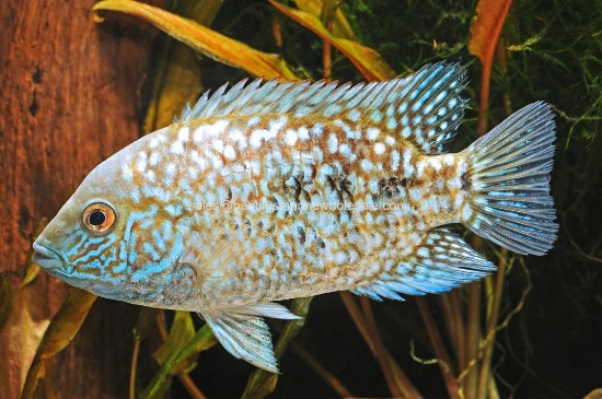 Picture of CICHLID: ESCONDIDO E.B. LG 4+ (TEXAS)