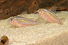 Picture of CORY: ELEGANS