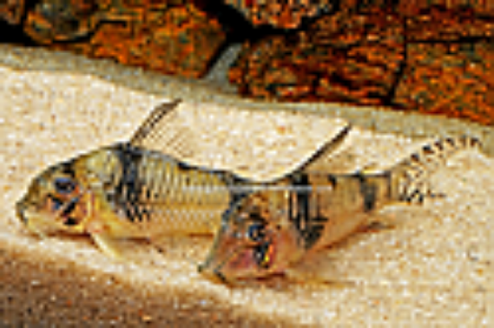 Picture of CORY: REYNOLDSI