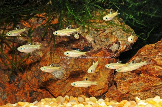 Picture of RASBORA: EMERALD EYE