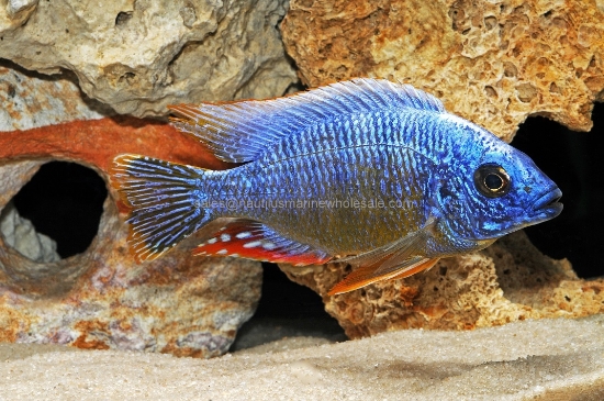 Picture of AFRICAN: HAP STEVENI TAIWAN REEF MALE LG