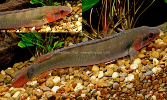 Picture of CICHLID: PIKE RIO ATABAPO RED LG *ON SPECIAL*