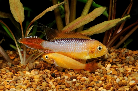 Picture of APISTO: AGASSIZI FIRE GOLD
