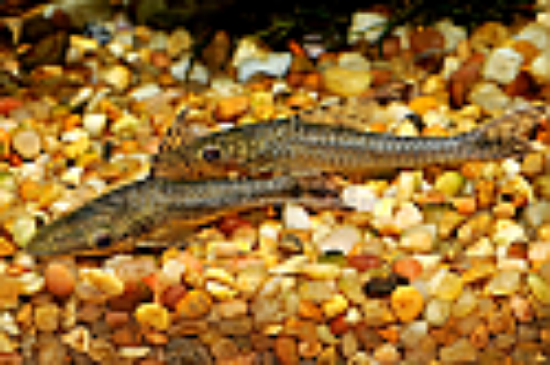 Picture of CAT: OTOCINCLUS GIANT